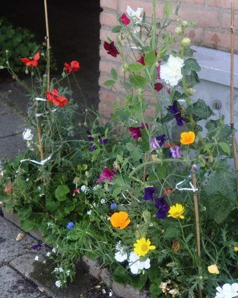 duurzaam Den Haag guerilla gardening stoep groen stoepplanten tegelwippen steenbreek boomspiegel geveltuin bloemen zaadjes natuurbeleving flourishing psychologisch functioneren en positief sociaal functioneren-Natuurbeleving rust ontspanning wandelen natuurervaring welzijn mentale gezondheid plezier aandacht gedachten hobbies leren kunst coping